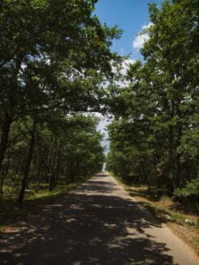 Viñedos alrededor de Motovun en la región vinícola de Istria